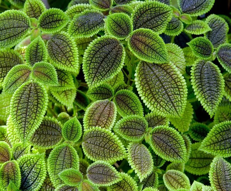 Pilea involucrata 'Moon Valley'