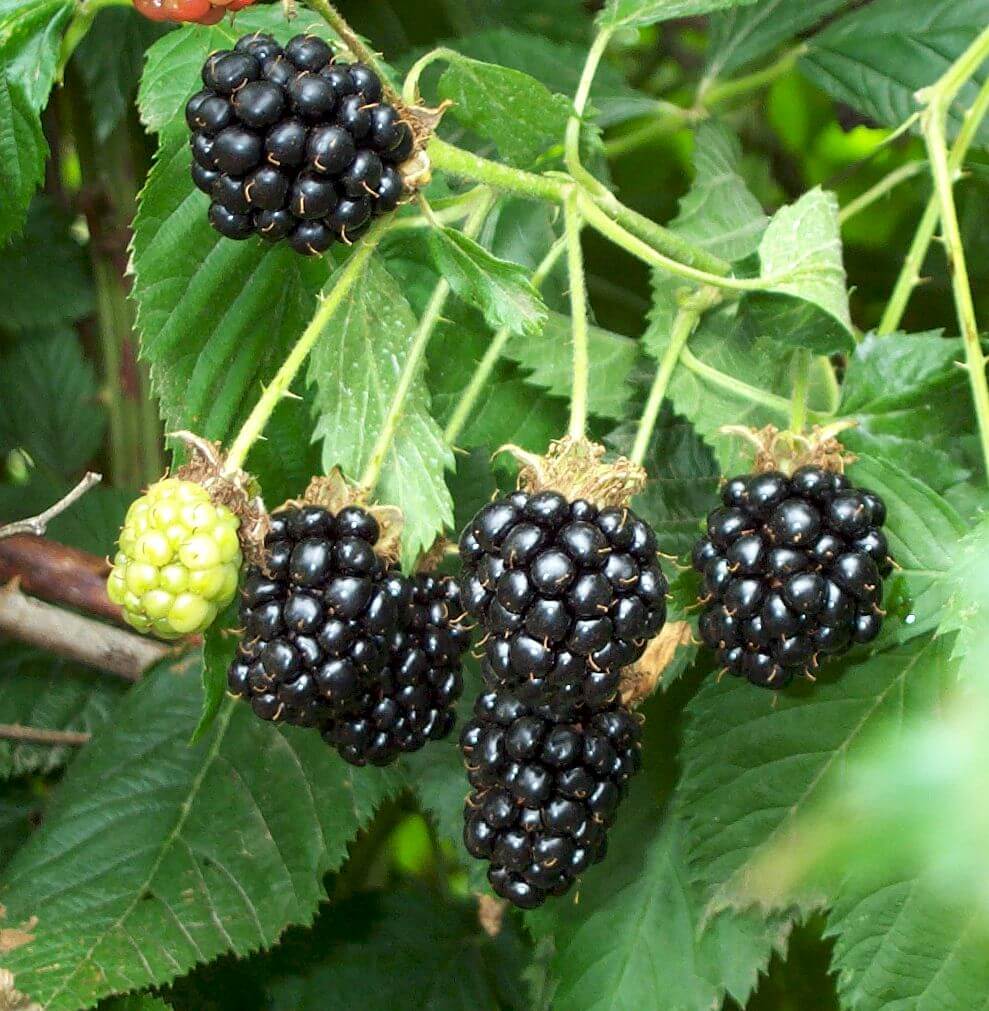 Mûrier Perron noir - Rubus fruticosus 'Perron noir'