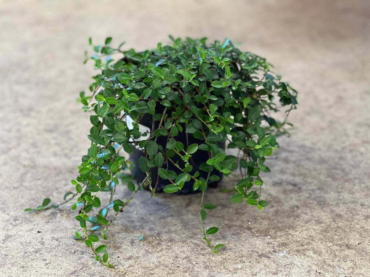 Ficus vaccinioides - Figuier rampant de Formose