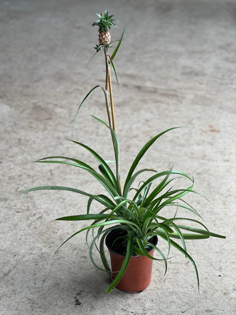 Ananas comosus var. mirostachys
