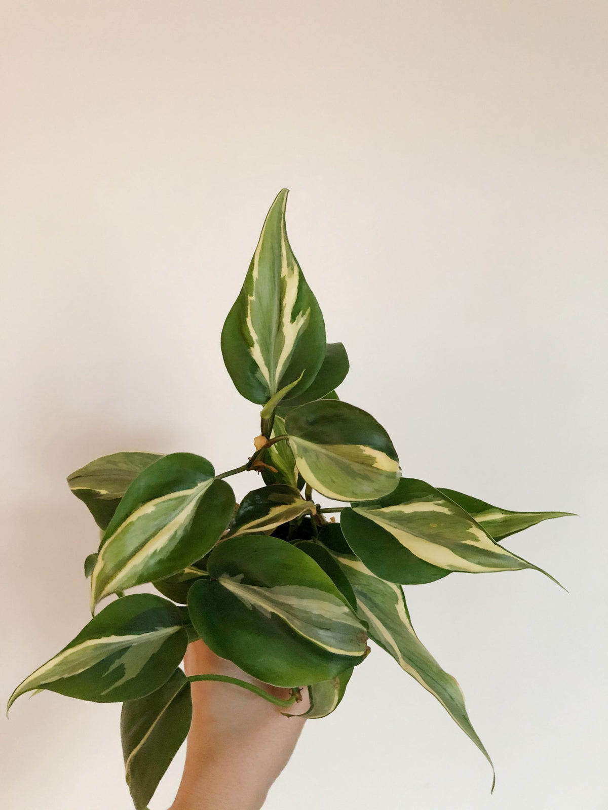 Philodendron Rio