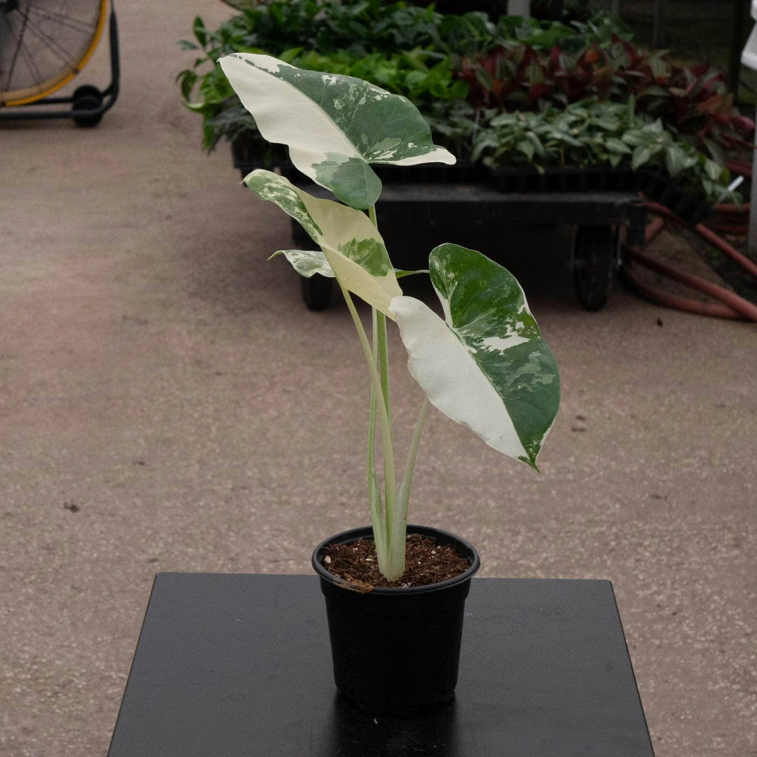 Alocasia Appaloosa Gold Variegata