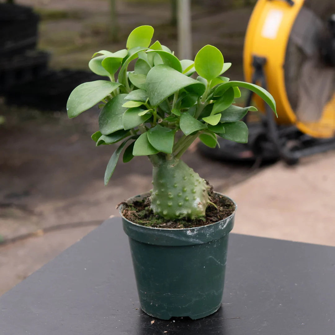 Hydnophytum papuanum "Ant Plant"