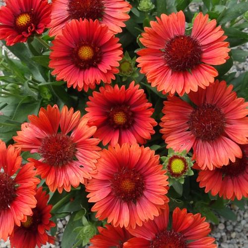 Gaillardia Spintop 'red'