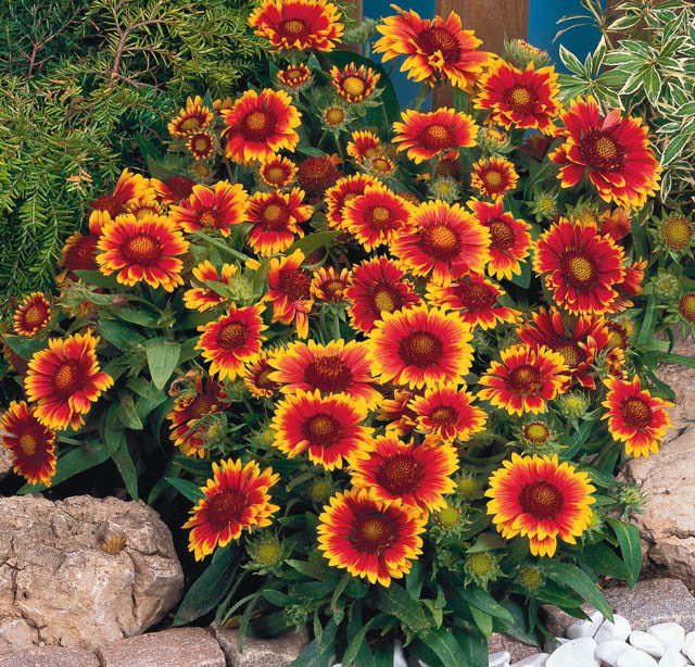 Gaillardia x grandiflora 'Arizona Sun'