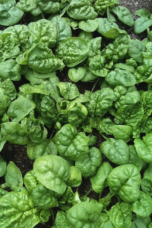 Sachet de semence - Épinard – Le Potager ornemental de Catherine