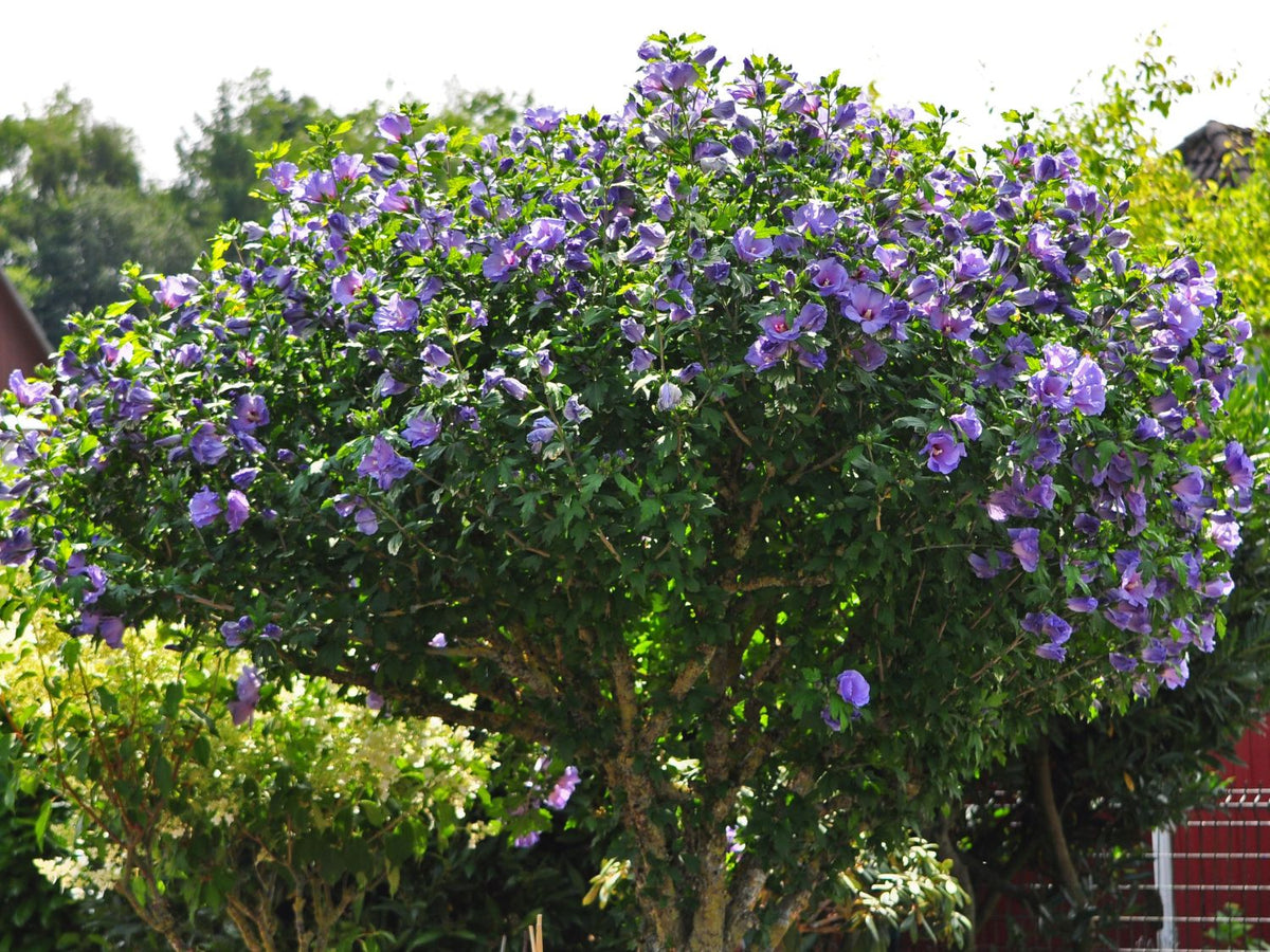 Hibiscus Syriacus 'Blue Bird' - Oiseau bleu