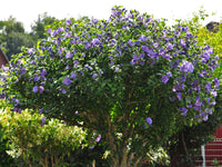 Hibiscus Syriacus 'Blue Bird' - Oiseau bleu