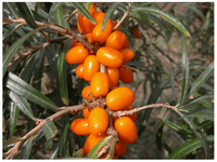 Hippophae rhamnoides 'Askola' Femelle - Argousier