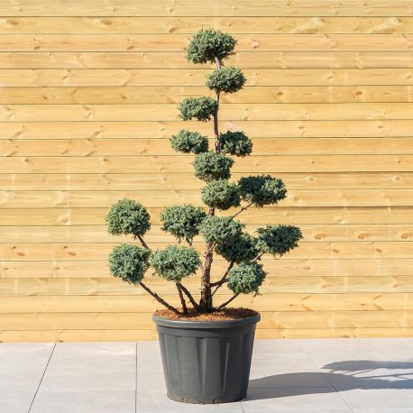 Juniperus Chinensis pfitzeriana aurea - Genévrier de Chine - topiaire