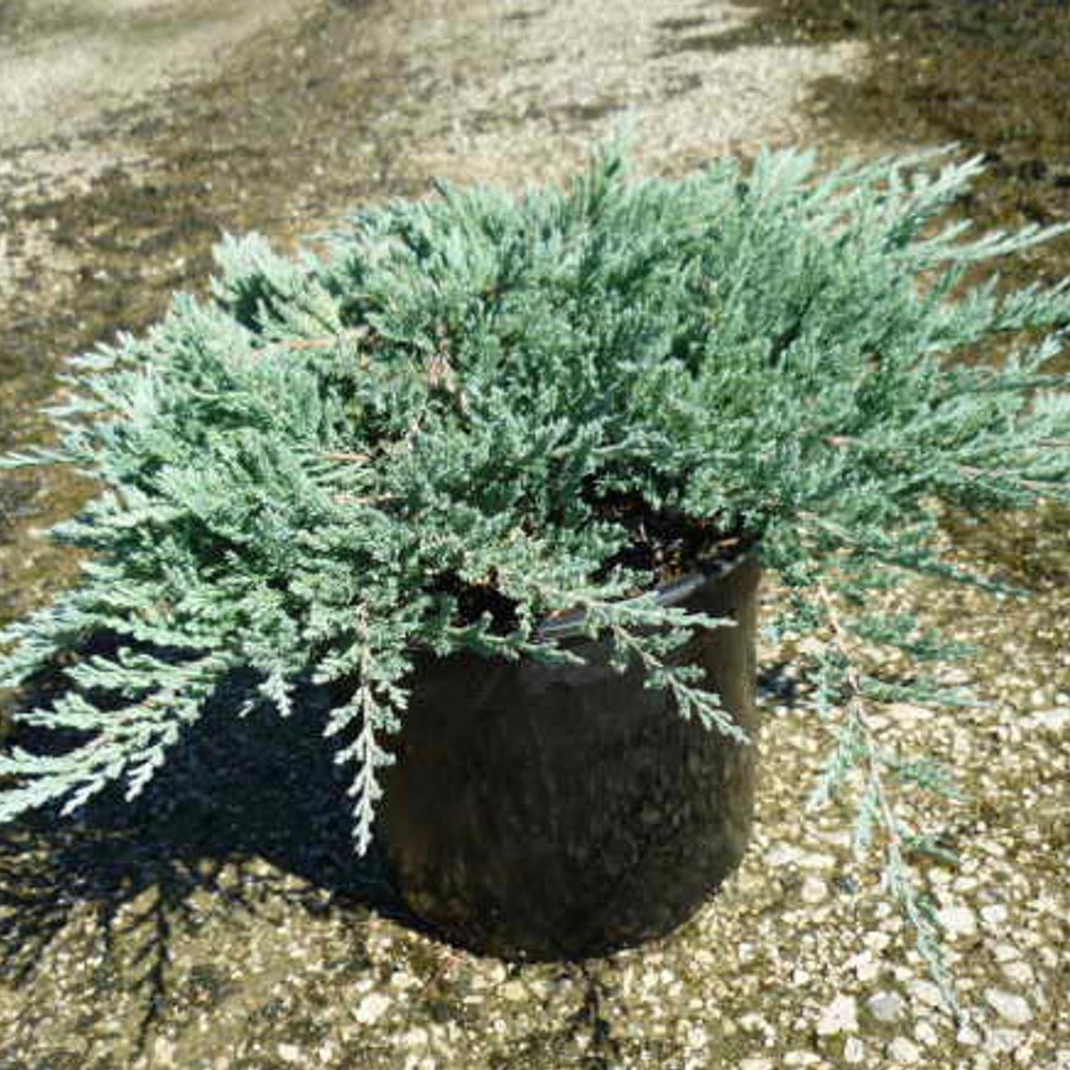 Genévier rampant  Blue Chip - Juniperus (horizontalis)