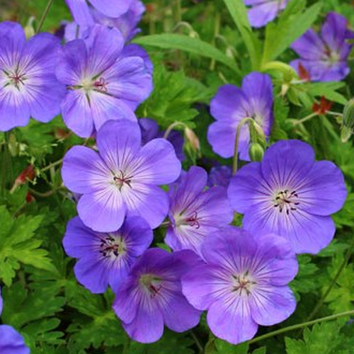 Fleur Rozanne Geranium 'Rozanne' - Géranium vivace rustique – FleurExcel Inc.