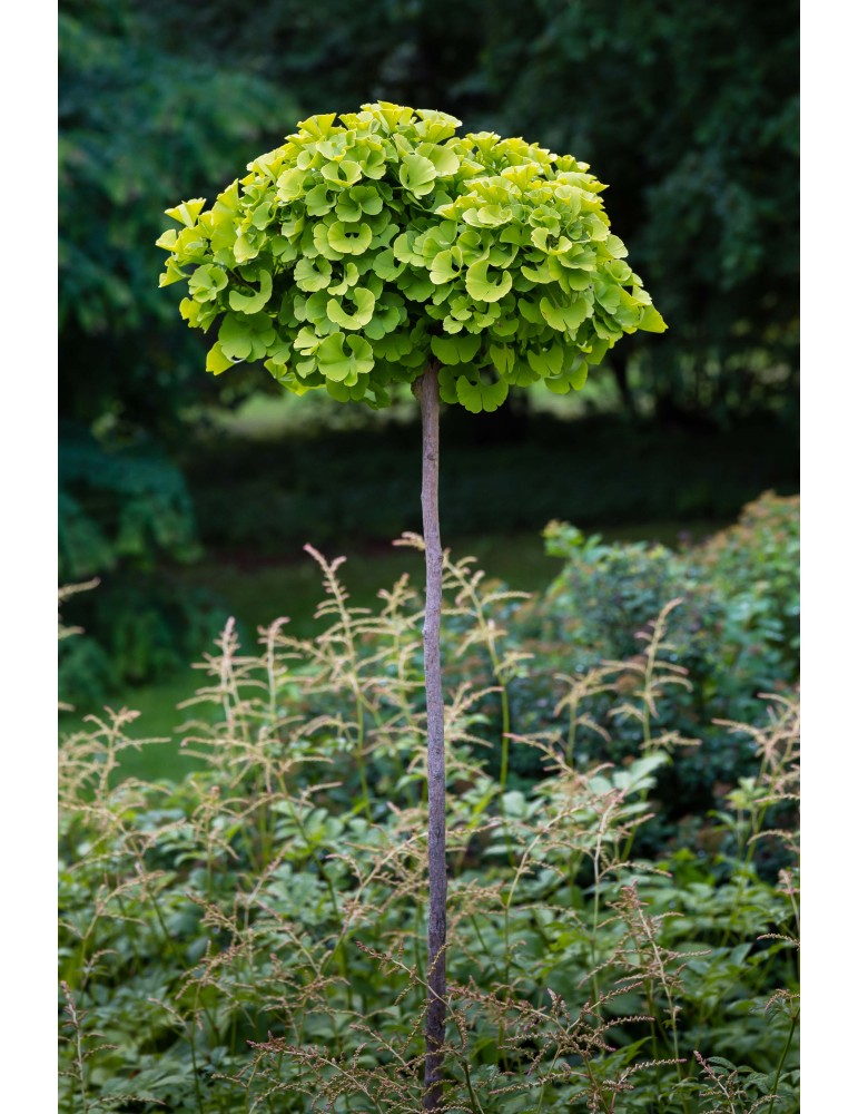 Ginkgo Biloba 'Troll'
