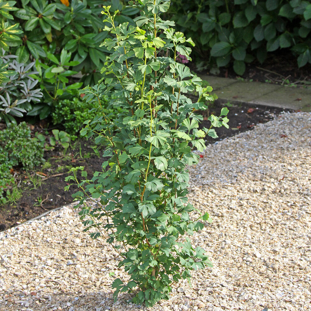 Ginkgo biloba 'Skinny Fit'