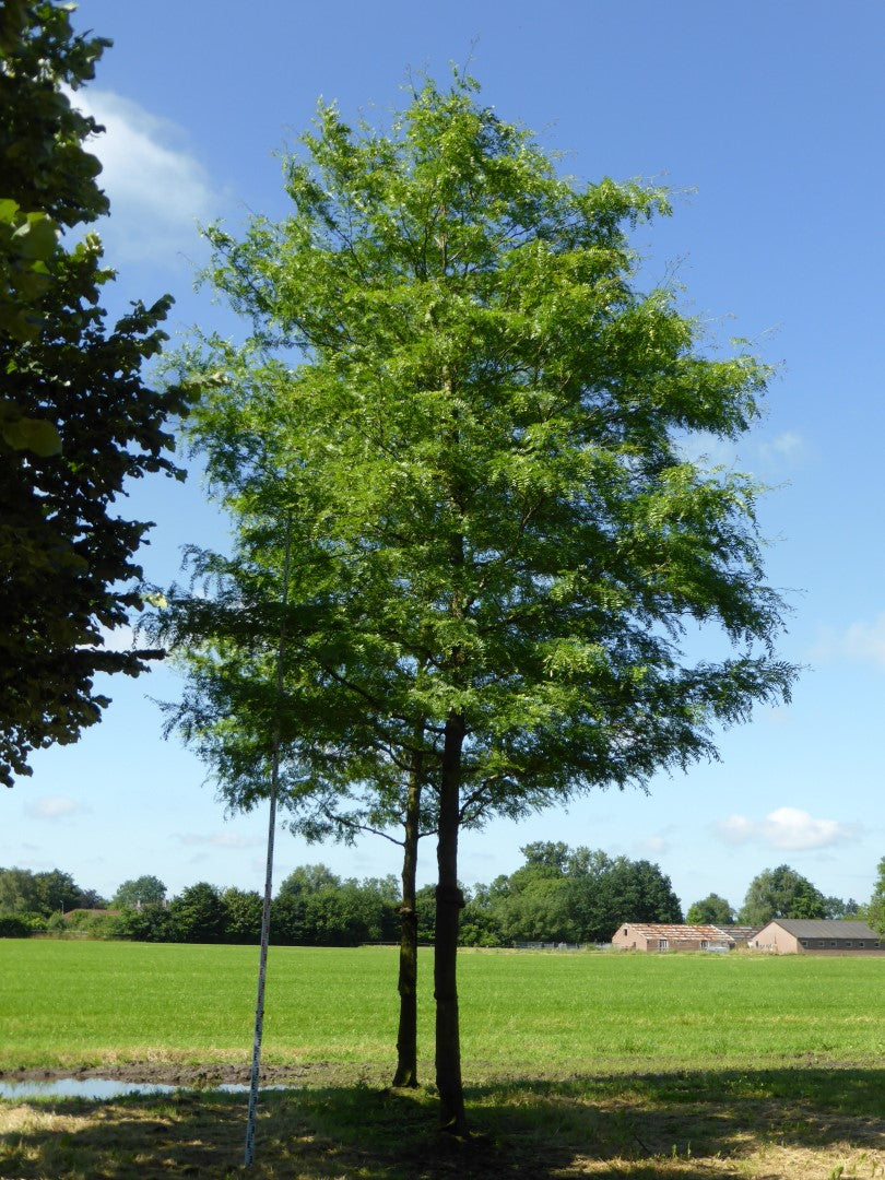 Gleditsia Triancanthos Skyline