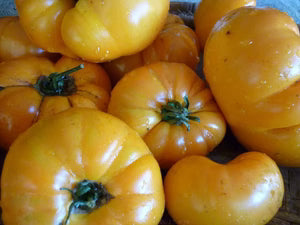 Seed - Tomato 'Golden Ponderosa' - Portage seeds