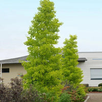 Ginkgo - Biloba 'Goldspire'