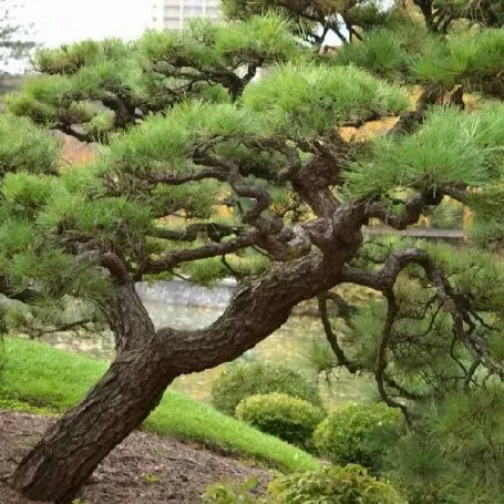 Pinus thunbergii - Pin noir du Japon