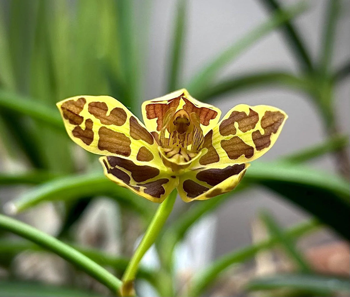Grammatophyllum scriptum dwarf form (often G. scriptum var. kiilani or 'Mini')