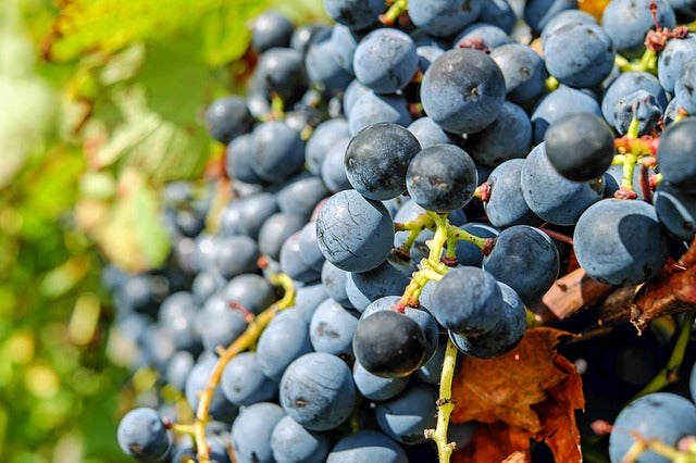 Vitis vinifera  'Trollhaugen' - Vigne à raisin