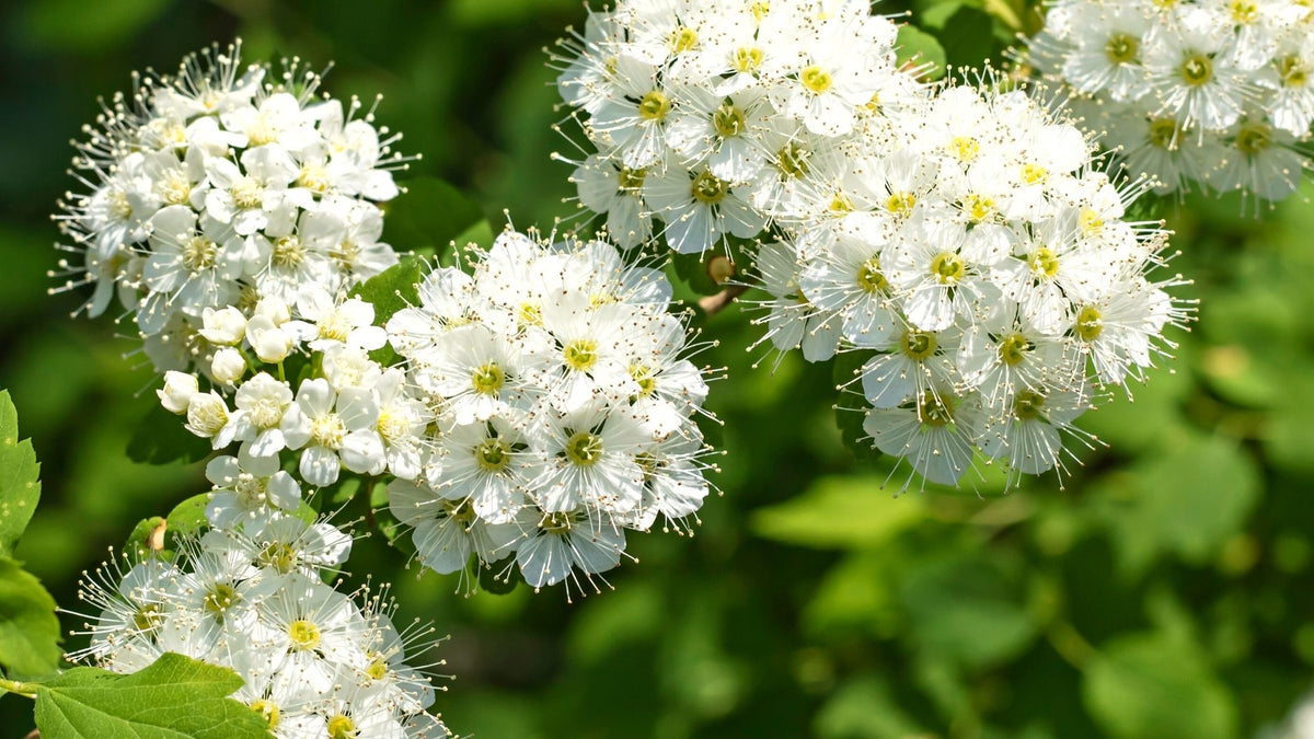 Viburnum lentago