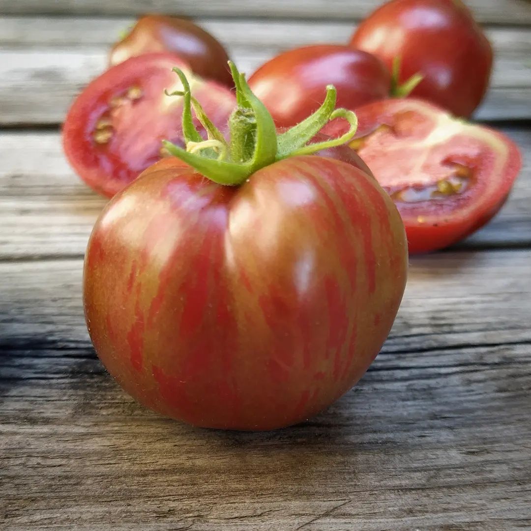 Sachet de semence - Tomate Groovy Tunes – Le Potager ornemental de Catherine