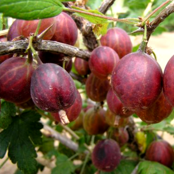 Groseiller 'Hinnonmaki Rouge' - Ribes uva-crispa 'Hinnonmaki Rouge'