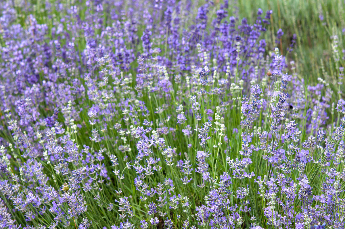 Lavandula angustifolia 'Munstead' - lavande