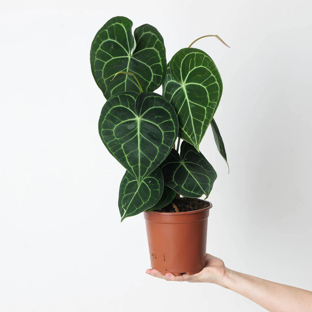 Anthurium Clarinervium