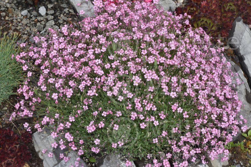 Gypsophila repens 'Filou Rose'