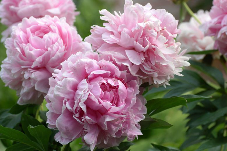 Paeonia 'Sarah Bernhardt'