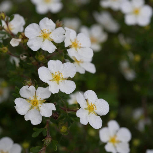 Potentilla fruticosa happy face White - Potentille