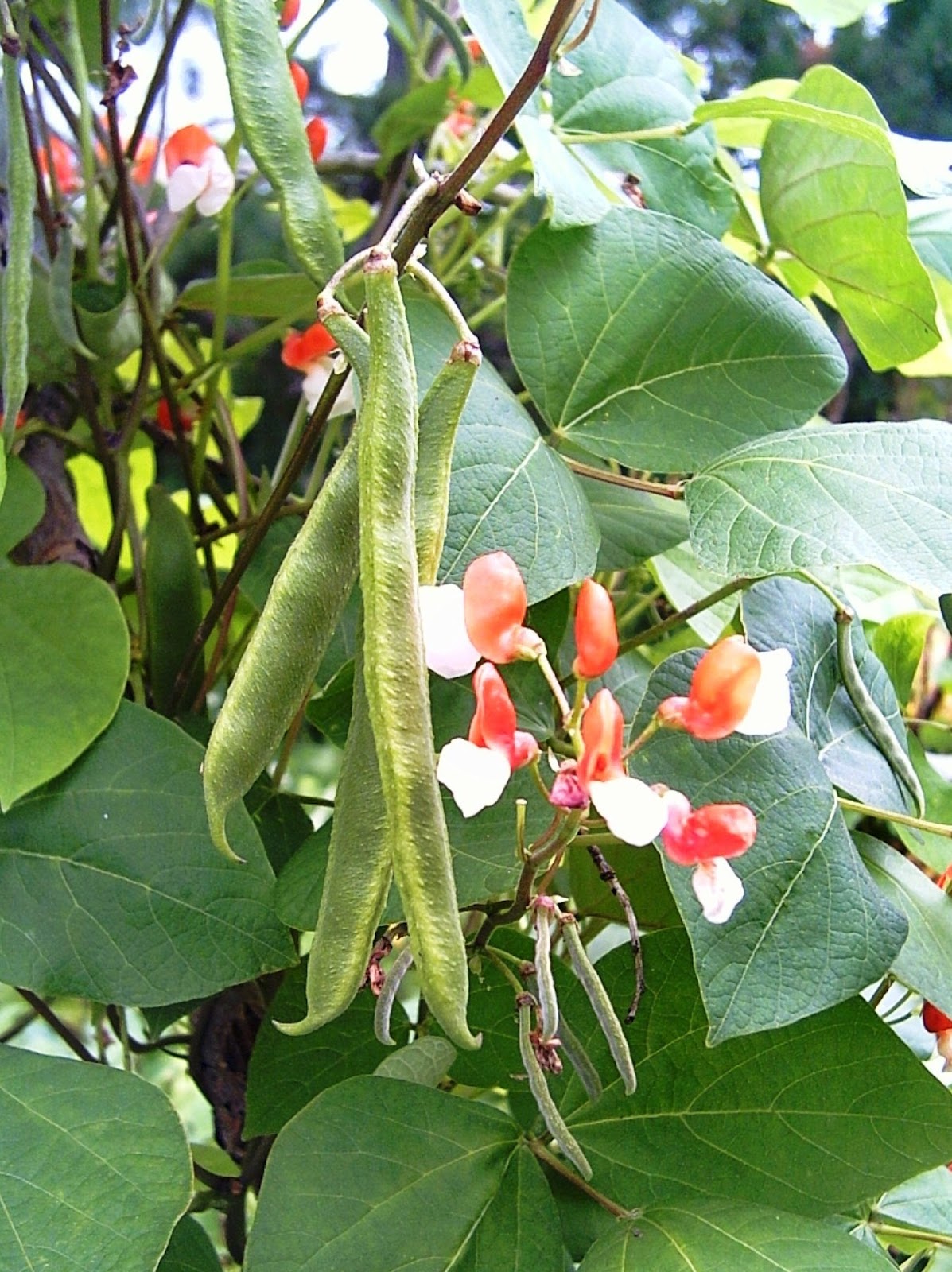 Sachet de semence - Haricot d'Espagne Painted Lady – Le Potager ornemental de Catherine