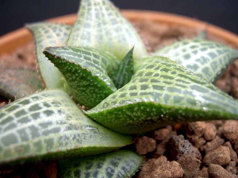 Haworthia Tessellata