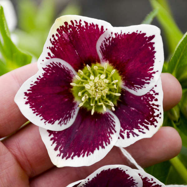 Helleborus Romantic Getaway