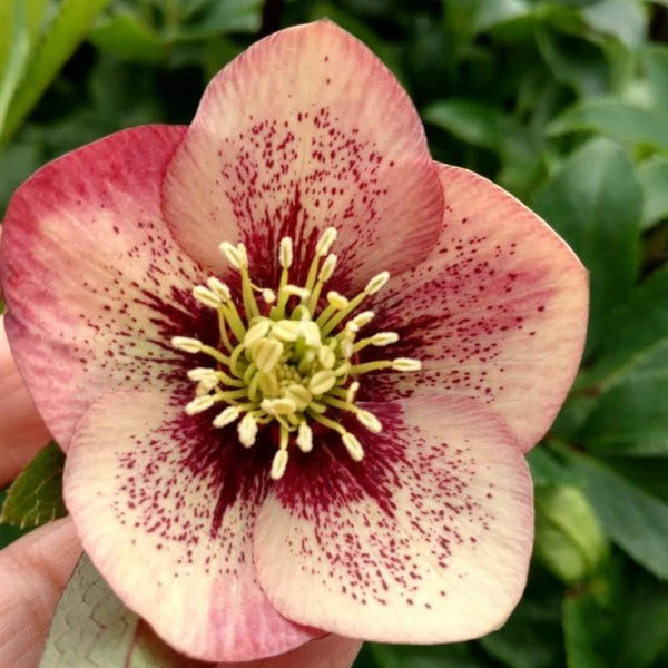 Helleborus 'Sandy Shores' - Hellébore