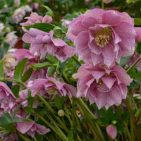 Helleborus 'Wedding Crasher' (Hellebore)