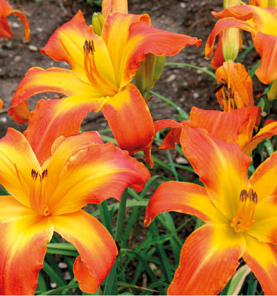 Hemerocallis 'Carrick Wildon'