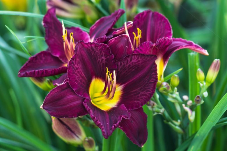 Hemerocallis 'Bela Lugosi'