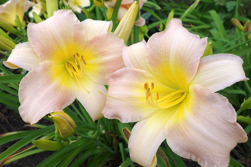 Hemerocallis 'Catherine Woodbury'