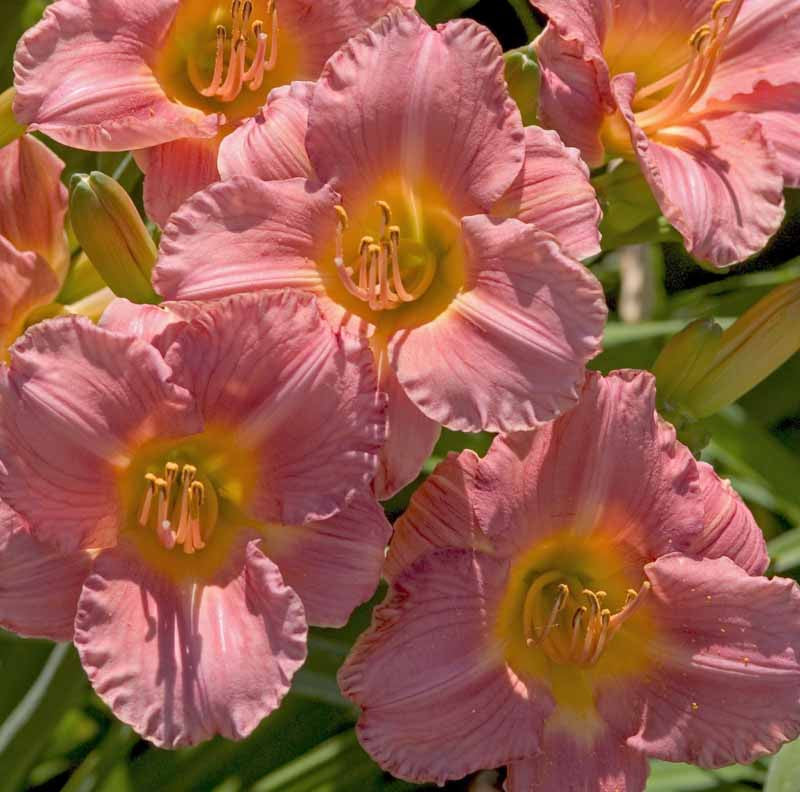 Hemerocallis 'My Melinda'