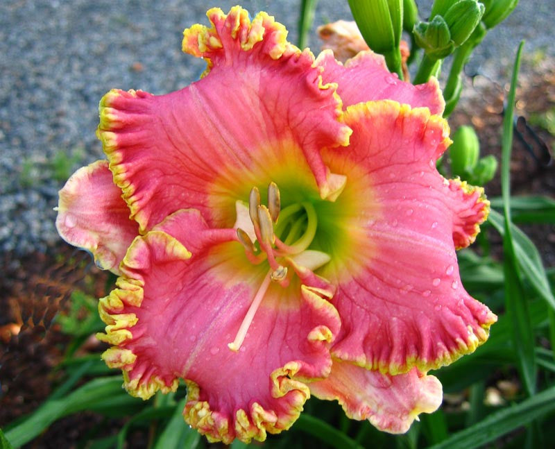 Hemerocallis 'Diva's Choice'