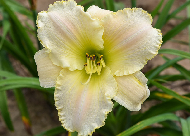 Hemerocallis 'Early Snow'