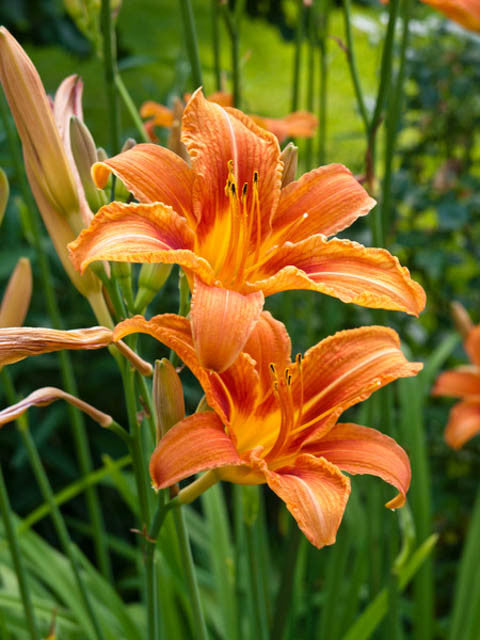 Hemerocallis 'Fulva'