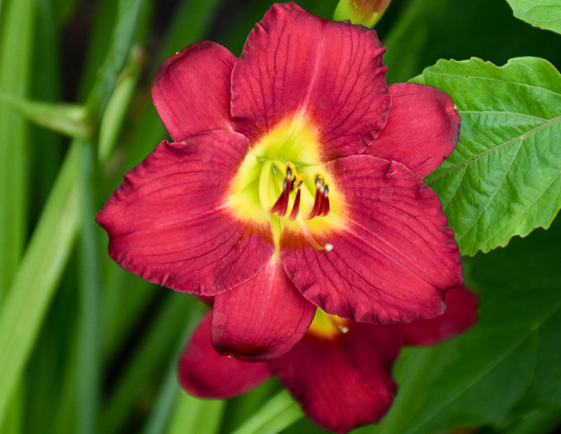 Hemerocallis 'Pardon Me'