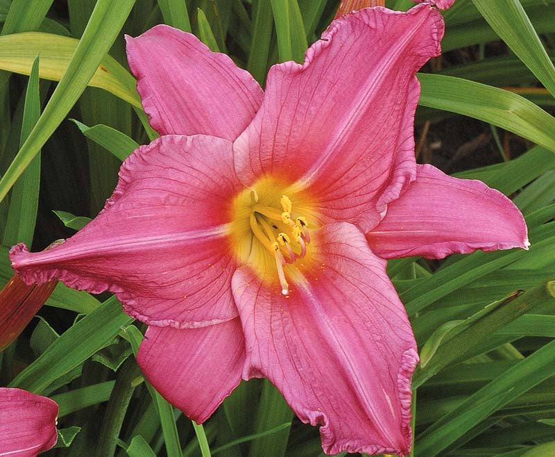 Hemerocallis 'Summer Wine'