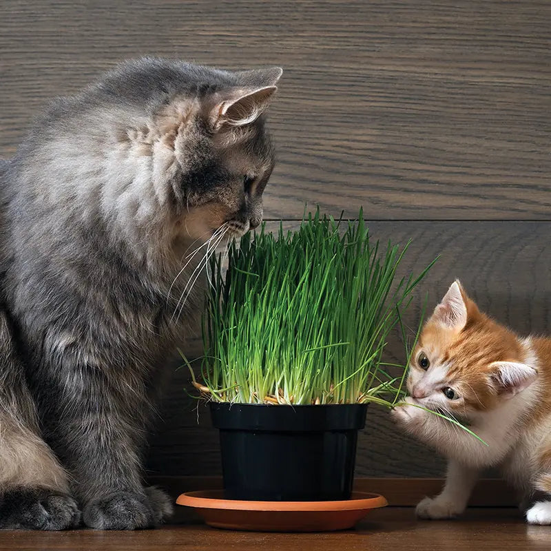 Semences pour herbe à chat