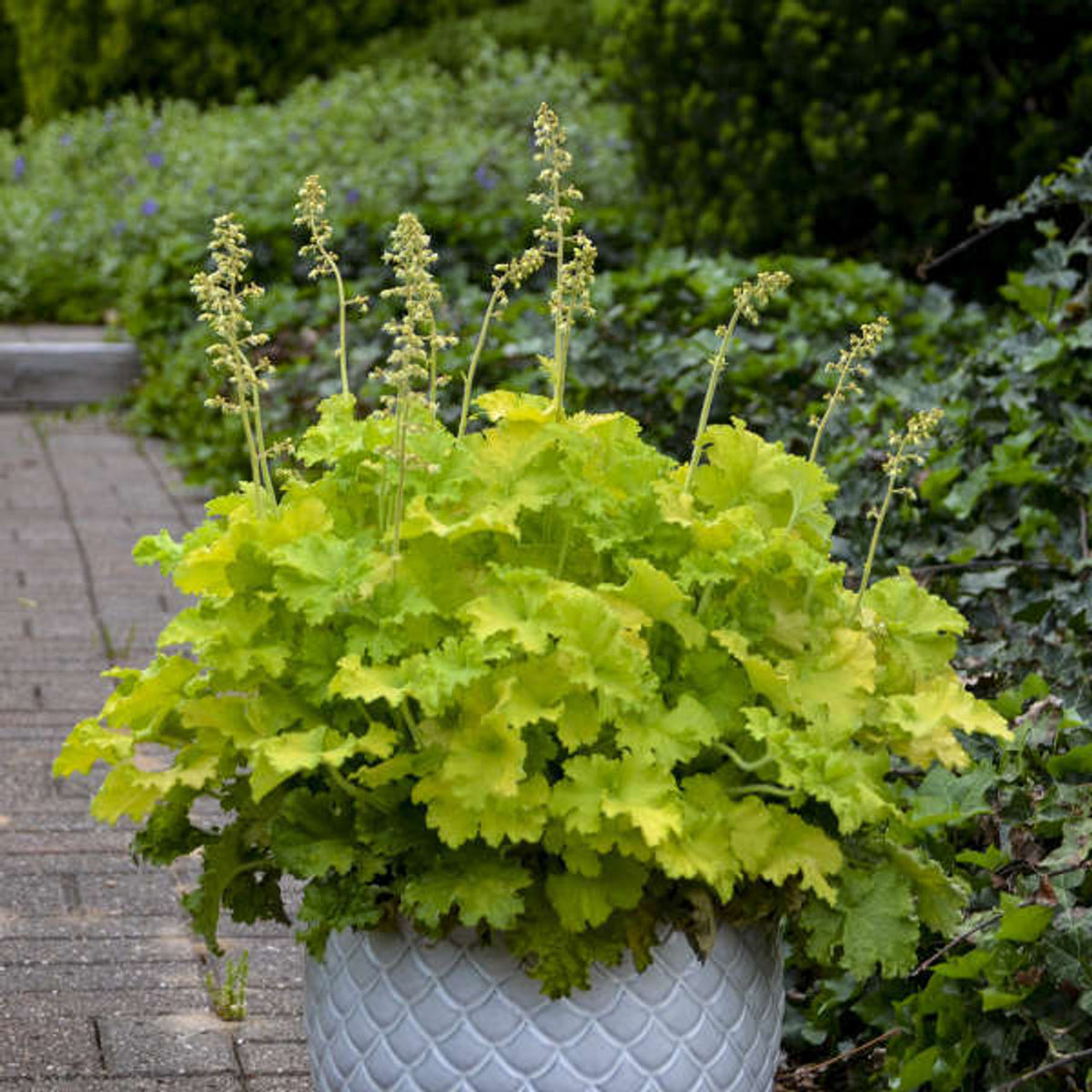 Heuchera 'Twist of Lime' (hybrid) -