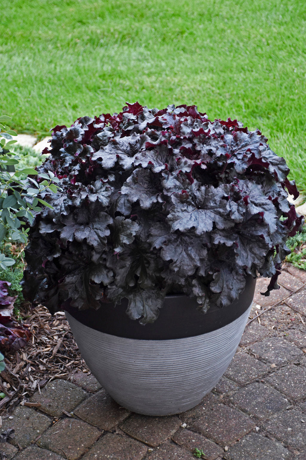 Heuchera Dressed Up™ 'Evening Gown'