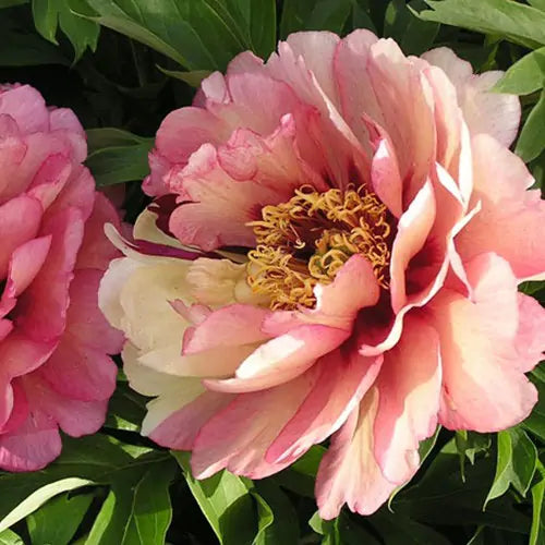 Paeonia itoh 'Hillary' - Pivoine